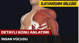 İnsan Vücudu 